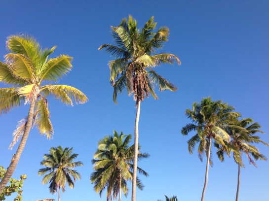 palm tree love