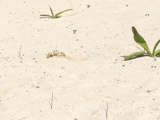 there were tons of crabs (and geckos) running around the resort